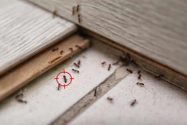 Best Pest Control Near Me  in Ridgway, CO