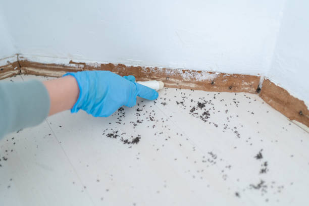 Best Affordable Pest Control Services  in Ridgway, CO